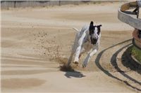 chrti_dostihy_Grand_Prix_2011_Czech_Greyhound_Racing_Federation_0143_DSC02534.JPG