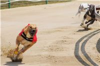 chrti_dostihy_Grand_Prix_2011_Czech_Greyhound_racing_federation_0056_DSC02667.JPG
