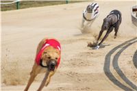 chrti_dostihy_Grand_Prix_2011_Czech_Greyhound_racing_federation_0057_DSC02668.JPG