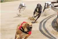 chrti_dostihy_Grand_Prix_2011_Czech_Greyhound_racing_federation_0058_DSC02669.JPG