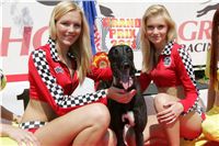 chrti_dostihy_Grand_Prix_2011_Czech_Greyhound_Racing_Federation_NQ1M0084.JPG