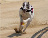 chrti_dostihy_Grand_Prix_Czech_Greyhound_Racing_Federation_DSC02599.JPG