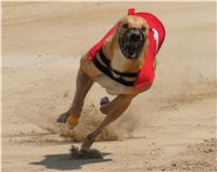chrti_dostihy_Grand_Prix_Czech_Greyhound_Racing_Federation_DSC02665.JPG