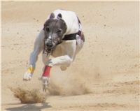 chrti_dostihy_Grand_Prix_Czech_Greyhound_Racing_Federation_DSC02671.JPG