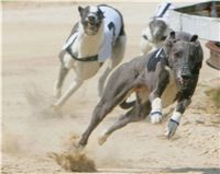 chrti_dostihy_Grand_Prix_Czech_Greyhound_Racing_Federation_NQ1M0655.JPG