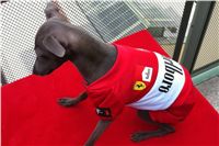 Formula_Ferrari_Italian_Greyhound_1.JPG