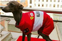 Formula_Ferrari_Italian_Greyhound_2.JPG