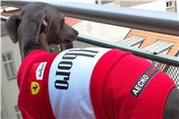 Formula_Ferrari_Italian_Greyhound_3.JPG