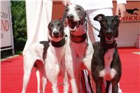 Red_Mill_Cup_10_Ceska_greyhound_dostihova_federace_DSC02730.JPG