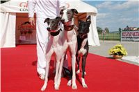 Red_Mill_Cup_10_Ceska_greyhound_dostihova_federace_DSC02741.JPG