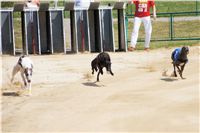 chrti_dostihy_Grand_Prix_2011_Czech_Greyhound_Racing_Federation_0017_DSC02592.JPG