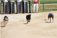 chrti_dostihy_Grand_Prix_2011_Czech_Greyhound_Racing_Federation_0018_DSC02593.JPG