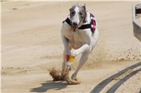 chrti_dostihy_Grand_Prix_2011_Czech_Greyhound_Racing_Federation_0019_DSC02599.JPG