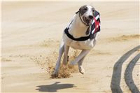chrti_dostihy_Grand_Prix_2011_Czech_Greyhound_Racing_Federation_0021_DSC02601.JPG