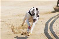 chrti_dostihy_Grand_Prix_2011_Czech_Greyhound_Racing_Federation_0022_DSC02602.JPG