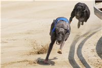 chrti_dostihy_Grand_Prix_2011_Czech_Greyhound_Racing_Federation_0023_DSC02606.JPG