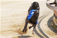 chrti_dostihy_Grand_Prix_2011_Czech_Greyhound_Racing_Federation_0024_DSC02607.JPG