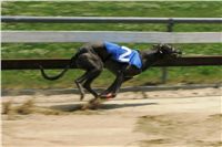 chrti_dostihy_Grand_Prix_2011_Czech_Greyhound_Racing_Federation_0028_NQ1M0543.JPG