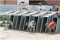 chrti_dostihy_Grand_Prix_2011_Czech_Greyhound_Racing_Federation_0045_NQ1M0629.JPG