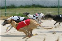 chrti_dostihy_Grand_Prix_2011_Czech_Greyhound_Racing_Federation_0051_NQ1M0639.JPG