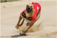 chrti_dostihy_Grand_Prix_2011_Czech_Greyhound_Racing_Federation_0053_DSC02663.JPG