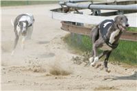 chrti_dostihy_Grand_Prix_2011_Czech_Greyhound_Racing_Federation_0066_NQ1M0657.JPG