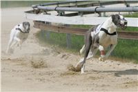 chrti_dostihy_Grand_Prix_2011_Czech_Greyhound_Racing_Federation_0067_NQ1M0660.JPG