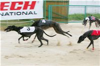 chrti_dostihy_Grand_Prix_2011_Czech_Greyhound_Racing_Federation_0091b_NQ1M0827.JPG