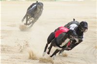 chrti_dostihy_Grand_Prix_2011_Czech_Greyhound_Racing_Federation_0096_DSC02774.JPG