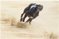 chrti_dostihy_Grand_Prix_2011_Czech_Greyhound_Racing_Federation_0100_DSC02778.JPG