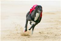 chrti_dostihy_Grand_Prix_2011_Czech_Greyhound_Racing_Federation_0101_NQ1M0843.JPG