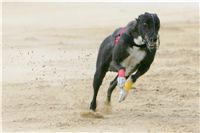 chrti_dostihy_Grand_Prix_2011_Czech_Greyhound_Racing_Federation_0102_NQ1M0844.JPG