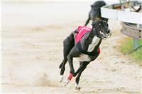 chrti_dostihy_Grand_Prix_2011_Czech_Greyhound_Racing_Federation_0103_NQ1M0846.JPG