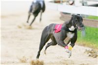 chrti_dostihy_Grand_Prix_2011_Czech_Greyhound_Racing_Federation_0104_NQ1M0847.JPG