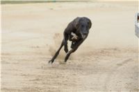 chrti_dostihy_Grand_Prix_2011_Czech_Greyhound_Racing_Federation_0125_DSC02783.JPG