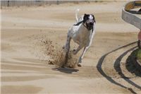 chrti_dostihy_Grand_Prix_2011_Czech_Greyhound_Racing_Federation_0142_DSC02533.JPG