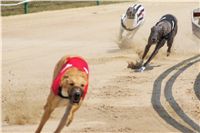 chrti_dostihy_Grand_Prix_2011_Czech_Greyhound_racing_federation_0057_DSC02668.JPG