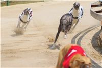 chrti_dostihy_Grand_Prix_2011_Czech_Greyhound_racing_federation_0059_DSC02670.JPG