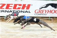 chrti_dostihy_Red_Mills_Cup_Czech_Greyhound_Racing_Federation_DSC00300.JPG