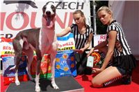 chrti_dostihy_Red_Mills_Cup_Czech_Greyhound_Racing_Federation_DSC00147.JPG