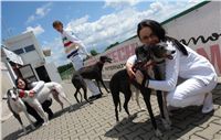 chrti_dostihy_Red_Mills_Cup_Czech_Greyhound_Racing_Federation_DSC00204.JPG