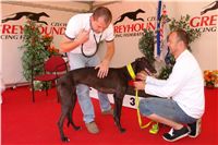 chrti_dostihy_Red_Mills_Cup_Czech_Greyhound_Racing_Federation_DSC00268.JPG