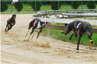 chrti_dostihy_Red_Mills_Cup_Czech_Greyhound_Racing_Federation_DSC00324.JPG