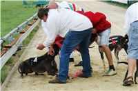 chrti_dostihy_Red_Mills_Cup_Czech_Greyhound_Racing_Federation_DSC00325.JPG