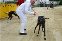 chrti_dostihy_Red_Mills_Cup_Czech_Greyhound_Racing_Federation_DSC00330.JPG