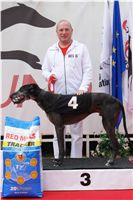 chrti_dostihy_Red_Mills_Cup_Czech_Greyhound_Racing_Federation_DSC00336.JPG
