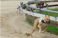 chrti_dostihy_Red_Mills_Cup_Czech_Greyhound_Racing_Federation_DSC00382.JPG