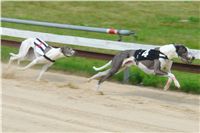 chrti_dostihy_Red_Mills_Cup_Czech_Greyhound_Racing_Federation_DSC00383.JPG