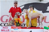 chrti_dostihy_Red_Mills_Cup_Czech_Greyhound_Racing_Federation_DSC00431.JPG