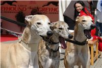 chrti_dostihy_Red_Mills_Cup_Czech_Greyhound_Racing_Federation_DSC00446.JPG